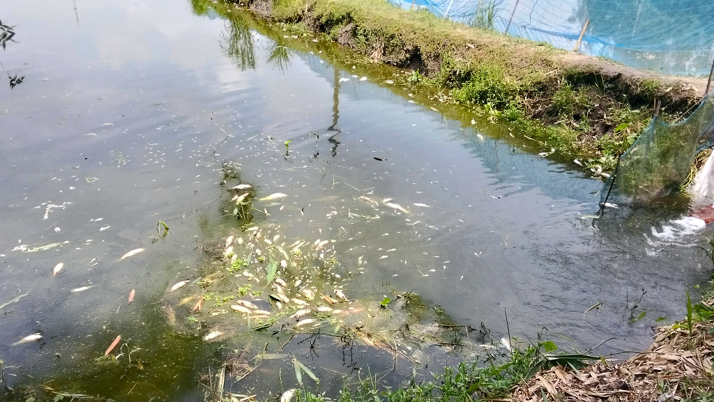 ‘পুকুরে সব মাছ মরে ভাসছে, পাড়ে ছিল বিষাক্ত ট্যাবলেট’