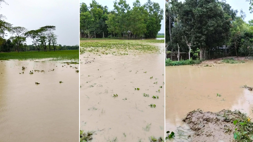 হালুয়াঘাটে ছয় গ্রামে ফসলের খেত প্লাবিত, ঘরে ঢুকে পড়েছে পানি