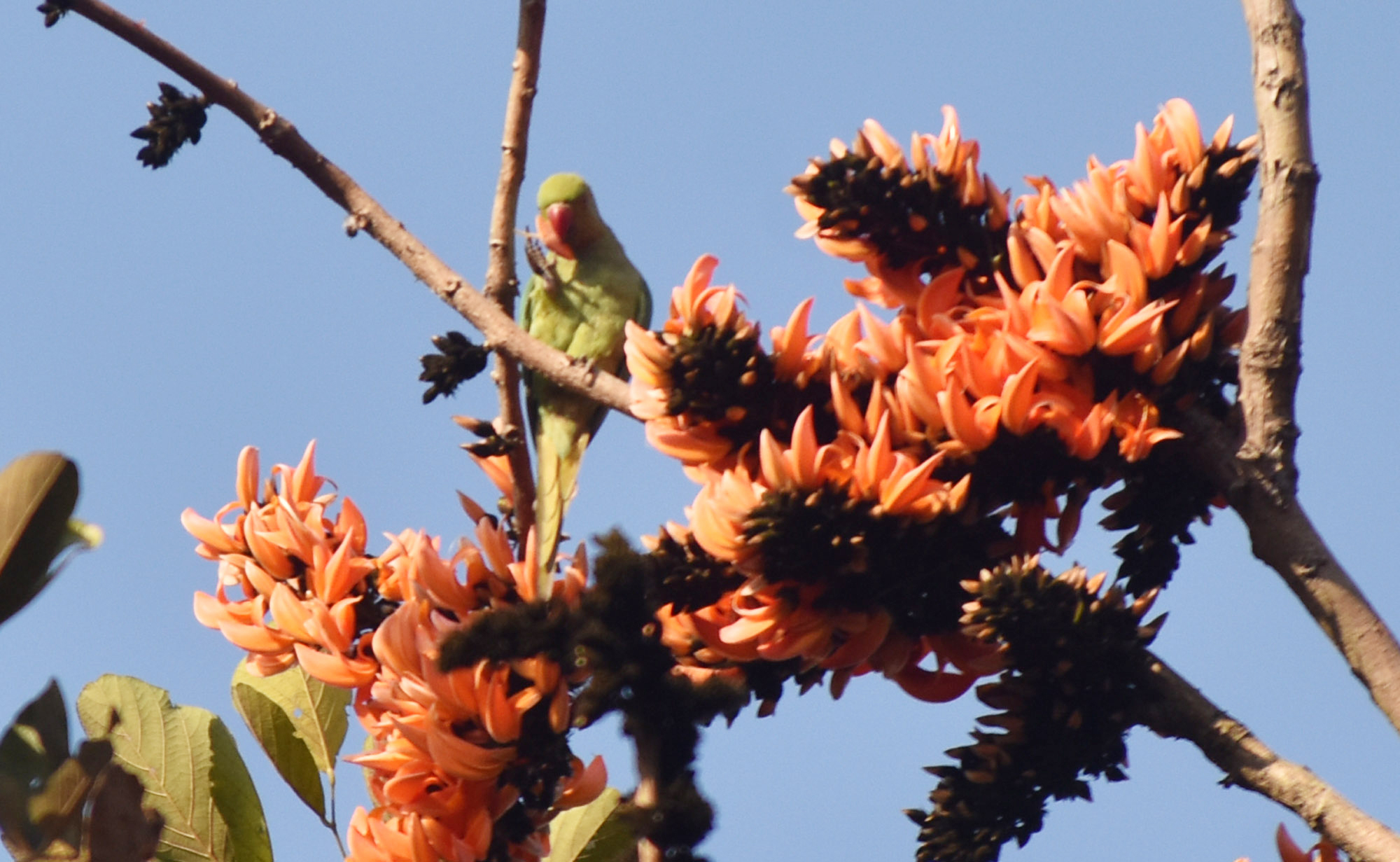 ফুল ফুটুক আর নাই-বা ফুটুক, আজ বসন্ত। শীতের রিক্ততা মুছে গাছে গাছে ফুটছে ফুল। পলাশ ফুলে সেজেছে প্রকৃতি। ফুলের কুঁড়ি খেতে উড়ে বেড়াচ্ছে সবুজ টিয়া। আজ সকালে রাজশাহী নগরীর শ্রীরামপুর জেলা প্রশাসকের বাসভবনের সামনে থেকে তোলা। ছবি: মিলন শেখ
