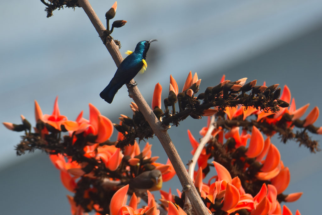 আগামীকাল পয়লা ফাল্গুন, গাছে গাছে ফুল আর পাখিদের আনাগোনা জানান দিচ্ছে ঋতুরাজ বসন্তেরই আগমনী বার্তা। রক্তরাঙা পলাশ ফুলে খাবারের খোঁজে একটি মৌটুসী পাখি। আজ বৃহস্পতিবার সকালে কালেক্টরেট পাবলিক স্কুল অ্যান্ড কলেজের সামনের এলাকা, পাবনা, ১৩ ফেব্রুয়ারি ২০২৫। ছবি: শাহীন রহমান।