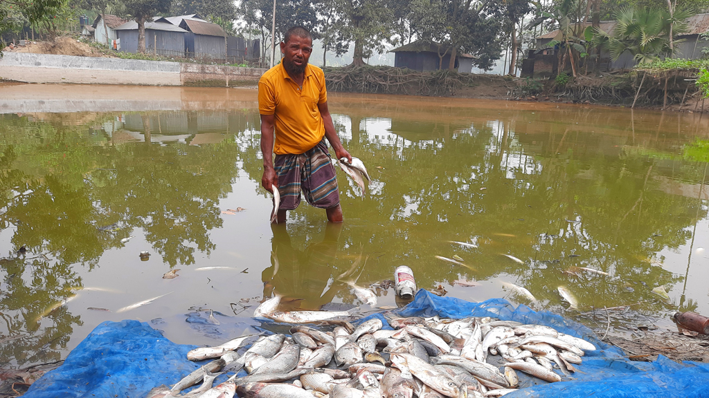 বিষ দিয়ে পুকুরের মাছ নিধন, দিশেহারা চাষি