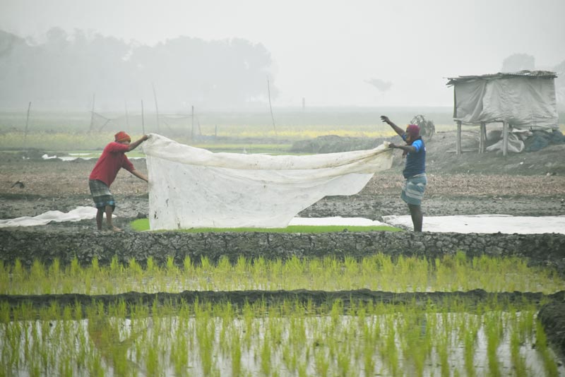 কুয়াশা থেকে সুরক্ষা দিতে পলিথিন দিয়ে ধানের চারা ঢেকে দিচ্ছেন দুই কৃষক। পবা উপজেলার হুজুরীপাড়া ইউনিয়নের ঘিপাড়া গ্রামের একটি বিল, রাজশাহী, ২৩ জানুয়ারি ২০২৫। ছবি: মিলন শেখ