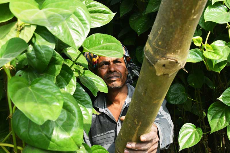 বরেন্দ্র অঞ্চলে পান চাষ বেশ জনপ্রিয়। পান চাষের জন্য তৈরি হয় বরজ। আর বিভিন্ন রকমের পরিচর্যা থাকে এই পানের বরজের। পানচাষিরা প্রায় প্রতিদিনই কোনো না কোনো কাজ করে থাকেন বরজে। আজ নতুন বাঁশ ও কাশ দিয়ে বরজ ঠিকঠাক করছেন শ্রমিকেরা। মৌগাছী ইউনিয়ন খয়রা গ্রাম, মোহনপুর উপজেলা, রাজশাহী, ১৩ জানুয়ারি ২০২৫। ছবি: মিলন শেখ