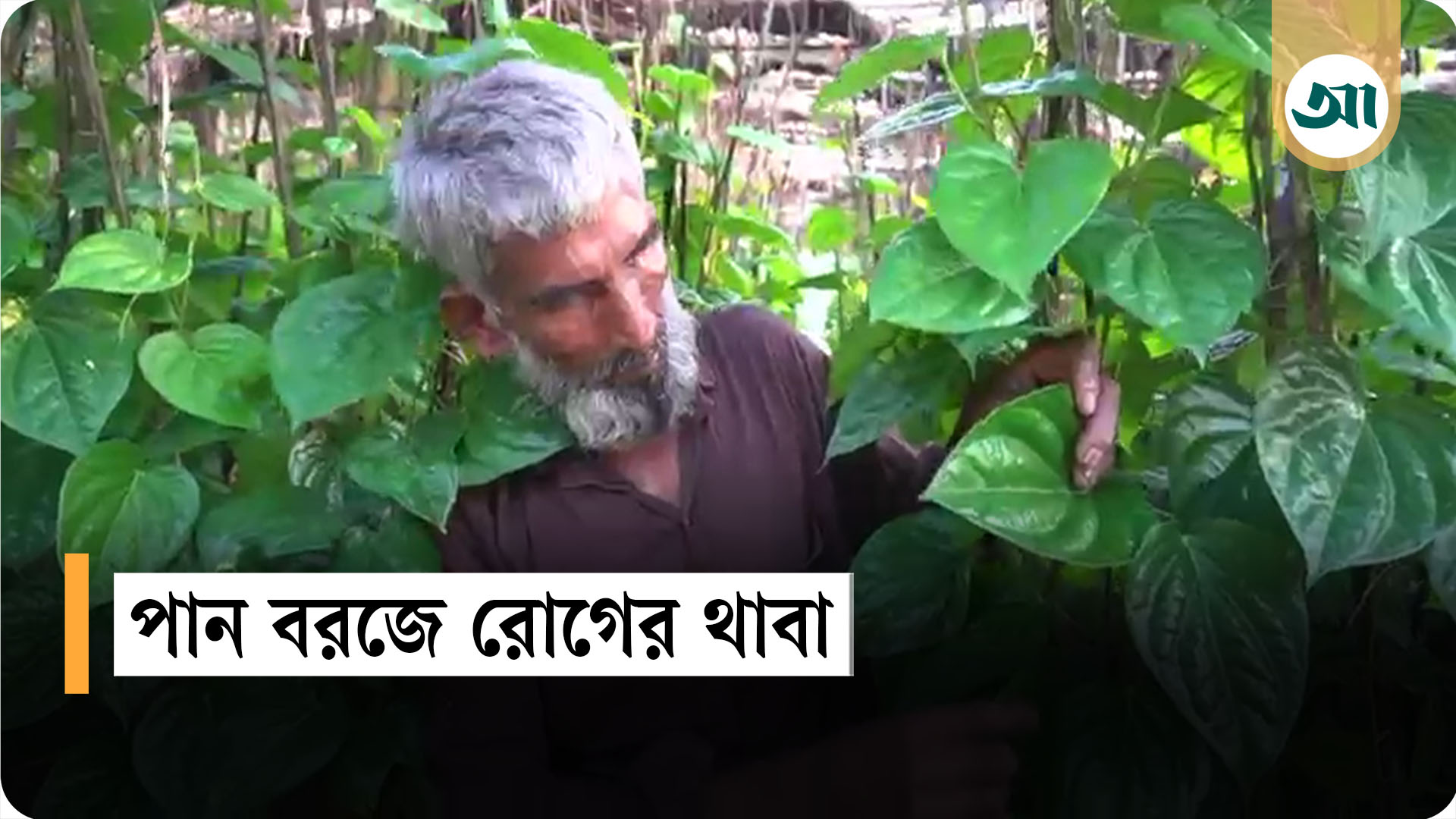 নষ্ট হচ্ছে ৬০ বছরের পান চাষ, হাল ছাড়ছেন চাষিরাও
