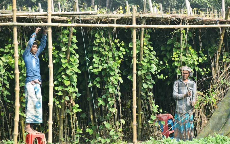 বরেন্দ্র অঞ্চলে পান চাষ বেশ জনপ্রিয়। পান চাষের জন্য তৈরি হয় বরজ। আর বিভিন্ন রকমের পরিচর্যা থাকে এই পানের বরজের। পানচাষিরা প্রায় প্রতিদিনই কোনো না কোনো কাজ করে থাকেন বরজে। আজ নতুন বাঁশ ও কাশ দিয়ে বরজ ঠিকঠাক করছেন শ্রমিকেরা। মৌগাছী ইউনিয়ন খয়রা গ্রাম, মোহনপুর উপজেলা, রাজশাহী, ১৩ জানুয়ারি ২০২৫। ছবি: মিলন শেখ