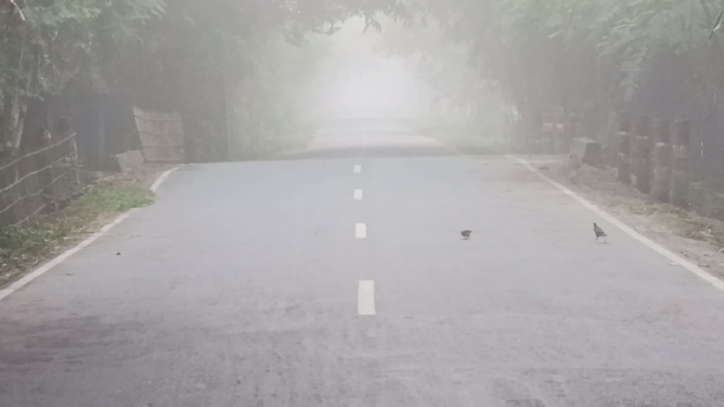 শরতের শুরুতেই ঘন কুয়াশা পঞ্চগড়ে