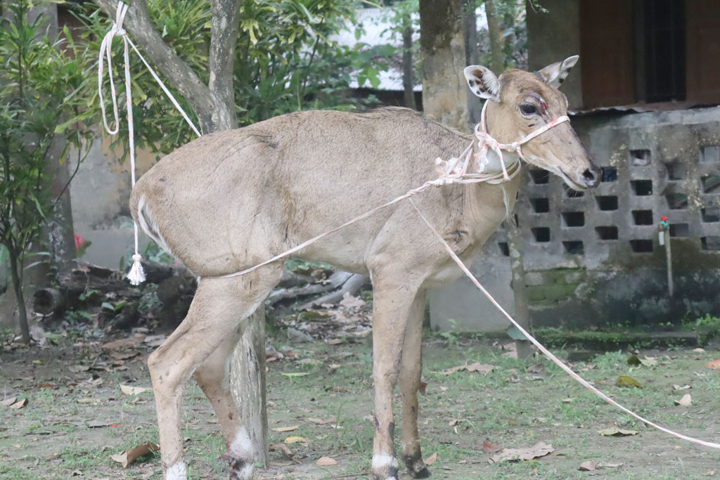 সীমান্তের কাঁটাতার পেরিয়ে পঞ্চগড়ে ভারতীয় নীলগাই