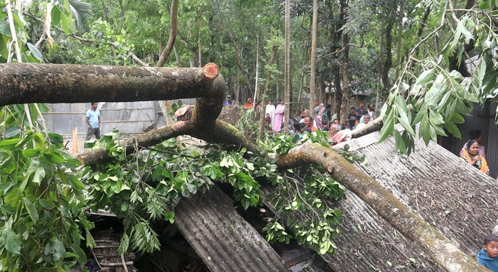 পঞ্চগড়ে ঝড়ে গাছ ভেঙে চাপা পড়ে বৃদ্ধার মৃত্যু