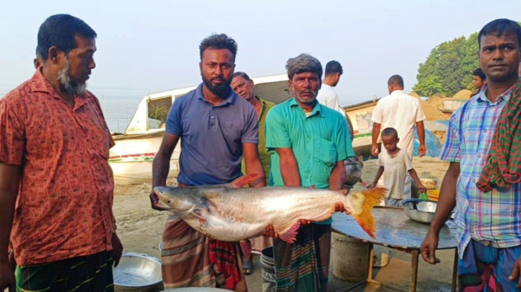 পদ্মায় জালে ধরা পড়ল ১৫ কেজির পাঙাশ