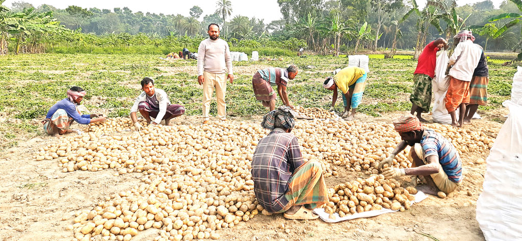 ঝিকরগাছায় আলু চাষ: বাম্পার ফলনেও লোকসান