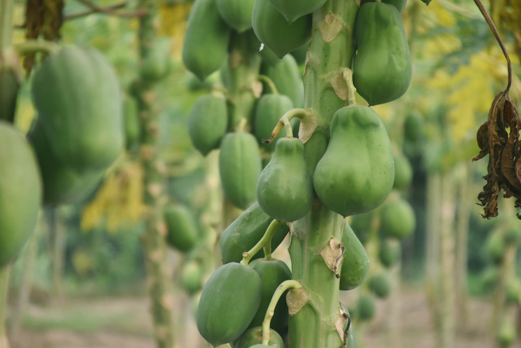 বাণিজ্যিক উদ্যোগে পেঁপে চাষ করা হচ্ছে। গাছে গাছে ঝুলছে কাঁচা পেঁপে। পাঁক ধরলেই শুরু হবে বাজারে পাঠানোর প্রক্রিয়া। দেশের বিভিন্ন এলাকার বাজারগুলোতে যায় এই পেঁপে। ভাল্লুক গাছি গ্রাম, পারিলা ইউনিয়ন, পবা উপজেলা, রাজশাহী। ছবি: মিলন শেখ