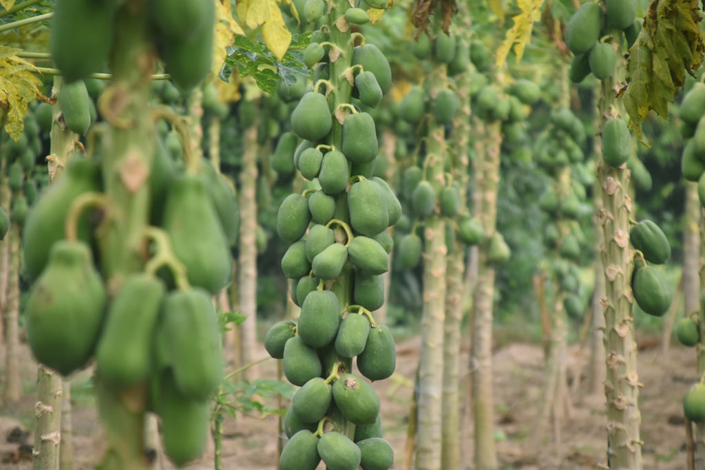 বাণিজ্যিক উদ্যোগে পেঁপে চাষ করা হচ্ছে। গাছে গাছে ঝুলছে কাঁচা পেঁপে। পাঁক ধরলেই শুরু হবে বাজারে পাঠানোর প্রক্রিয়া। দেশের বিভিন্ন এলাকার বাজারগুলোতে যায় এই পেঁপে। ভাল্লুক গাছি গ্রাম, পারিলা ইউনিয়ন, পবা উপজেলা, রাজশাহী। ছবি: মিলন শেখ