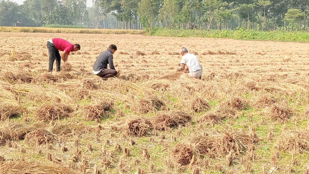 পীরগাছায় দিনের বেলায় কেটে রাখা জমির ধান লুটের অভিযোগ