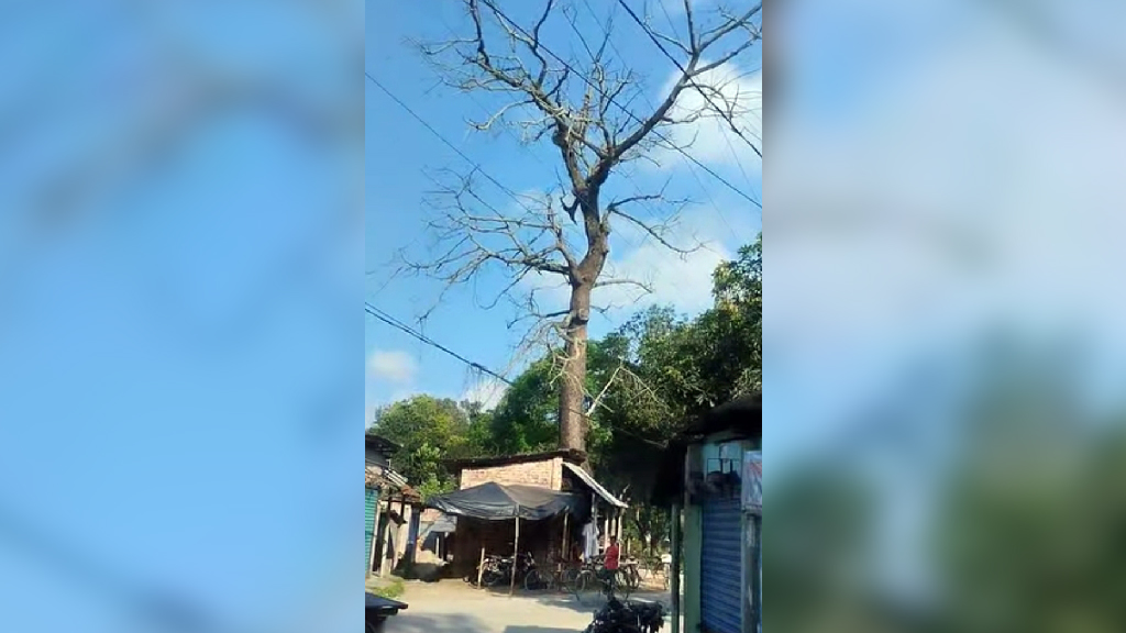 পীরগঞ্জে বাজার-বিদ্যালয়ের পাশের মরা একটি গাছে দুর্ঘটনার আশঙ্কা