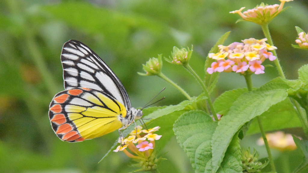 দিনের ছবি (২ আগস্ট, ২০২৫)