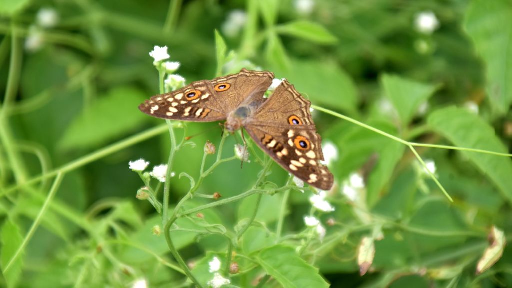 দিনের ছবি (২৬ জুলাই, ২০২৫)