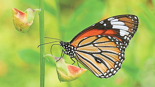 প্রজাপতিও কি হারিয়ে যাচ্ছে