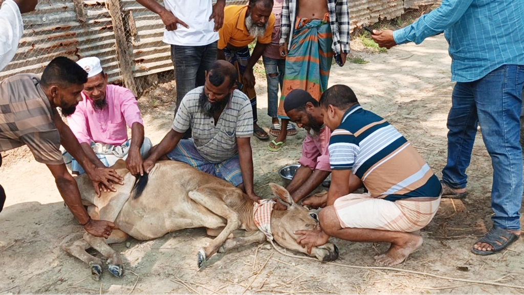 তালতলীতে প্রতিবেশীকে ‘হত্যা’ করতে না পেরে দুই গরুকে কুপিয়ে জখম