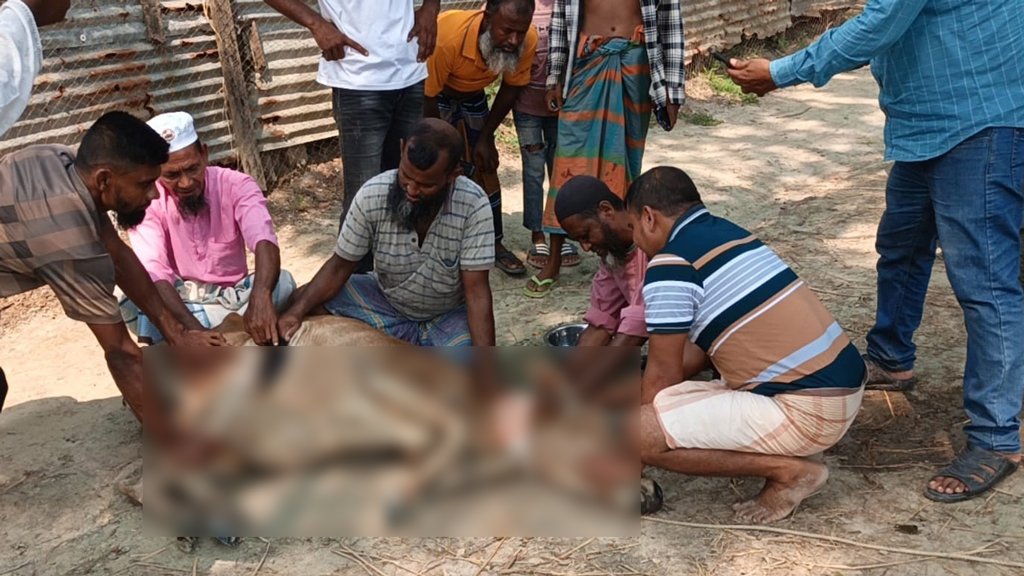 তালতলীতে প্রতিবেশীকে ‘হত্যা’ করতে না পেরে দুই গরুকে কুপিয়ে জখম