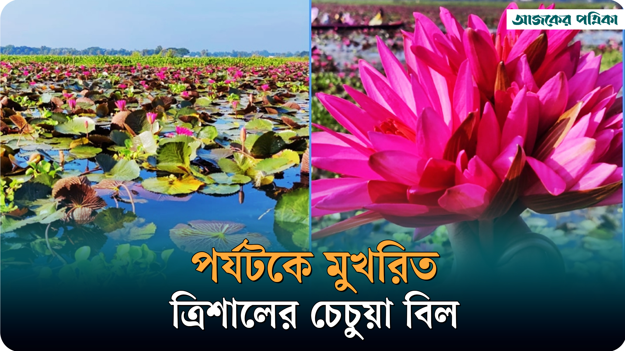 ত্রিশালের চেচুয়া বিল—প্রকৃতির এক অপরূপ সৌন্দর্যের ভান্ডার