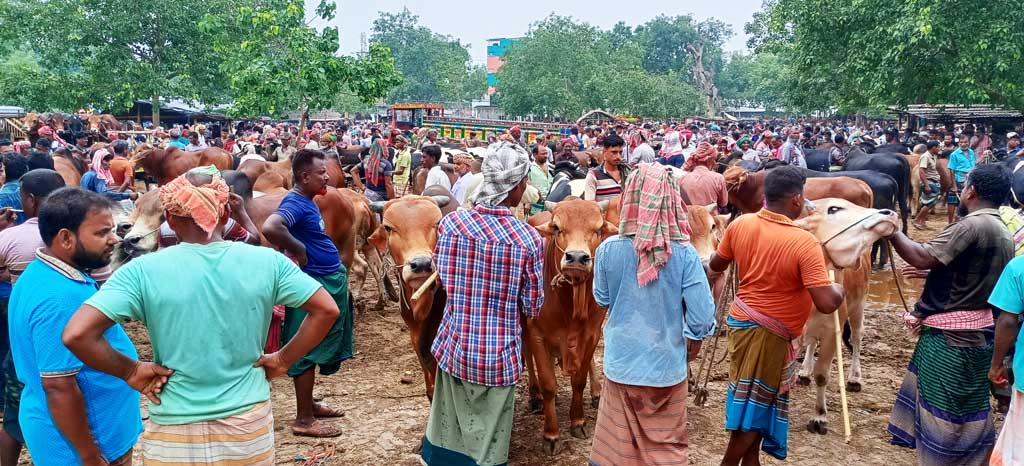 ঈদকে সামনে রেখে জমে উঠেছে গাংনীর ঐতিহ্যবাহী বামন্দী পশুর হাট