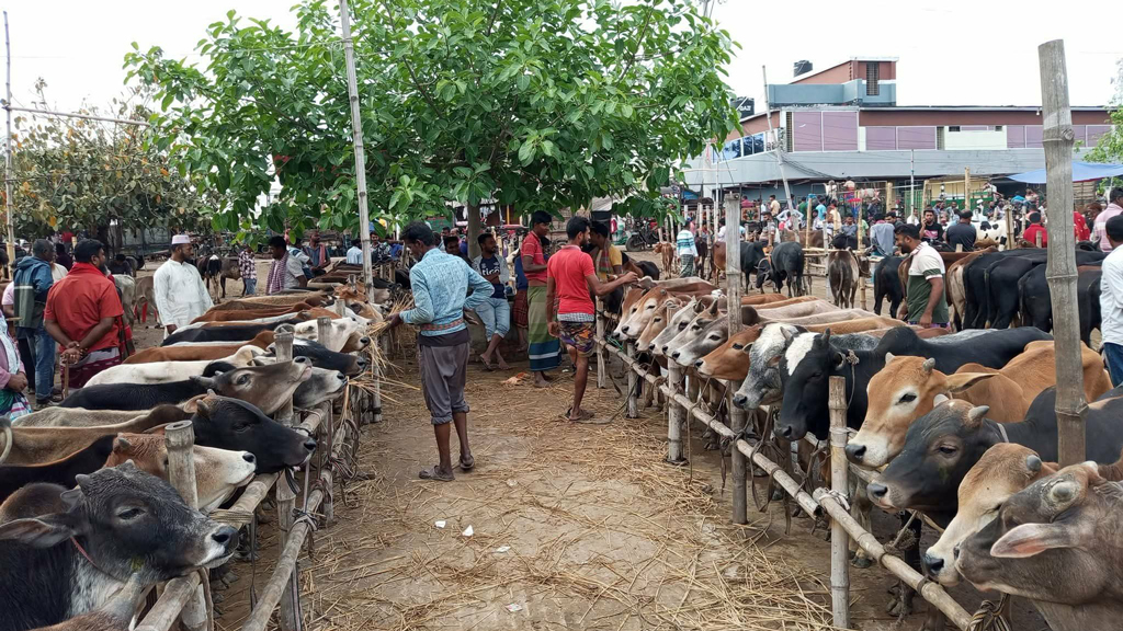 খুলনার ১০ জেলায় এবার ১৭০টি কোরবানির পশুর হাট