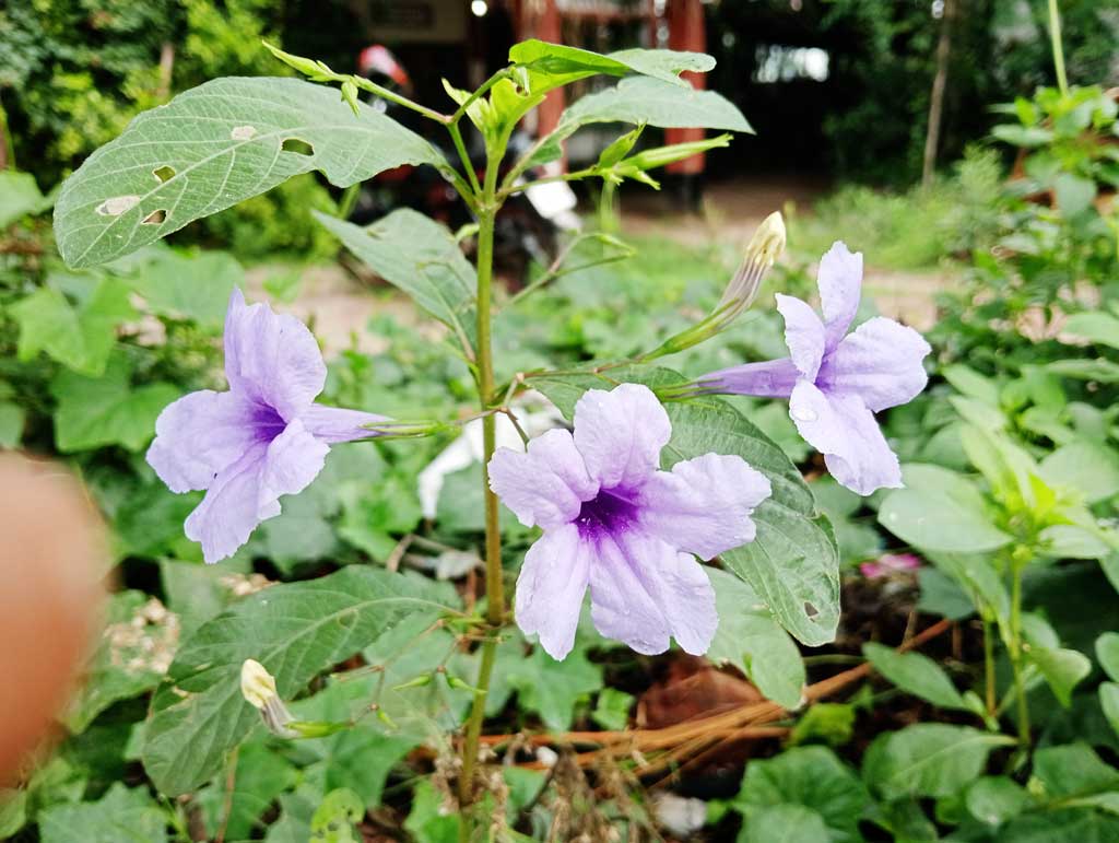 দিনের ছবি (২৬ মে, ২০২৫)
