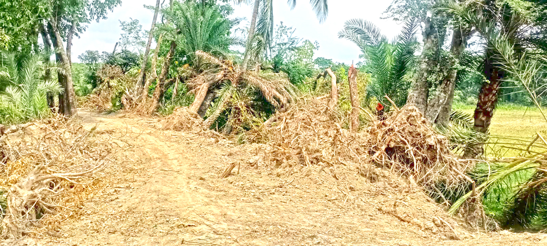 পটুয়াখালীর মির্জাগঞ্জ: বনায়নের গাছ উপড়ে বেড়িবাঁধ সংস্কার