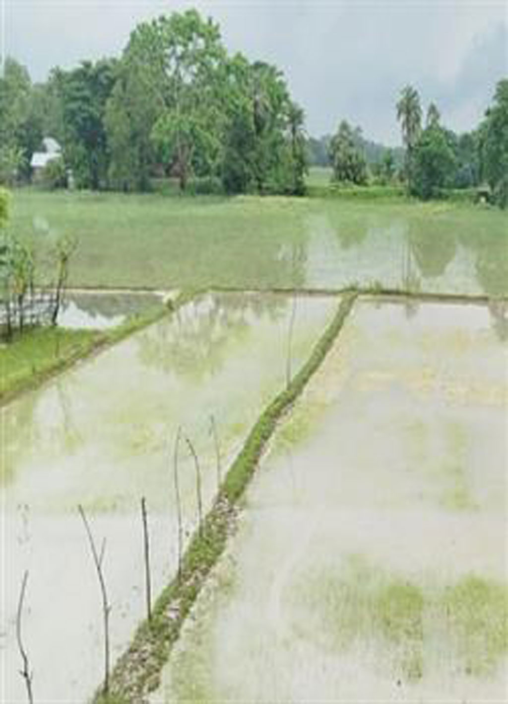 টানা বৃষ্টিতে পানির নিচে আমনের বীজতলা, উৎপাদনে বড় ক্ষতির শঙ্কা
