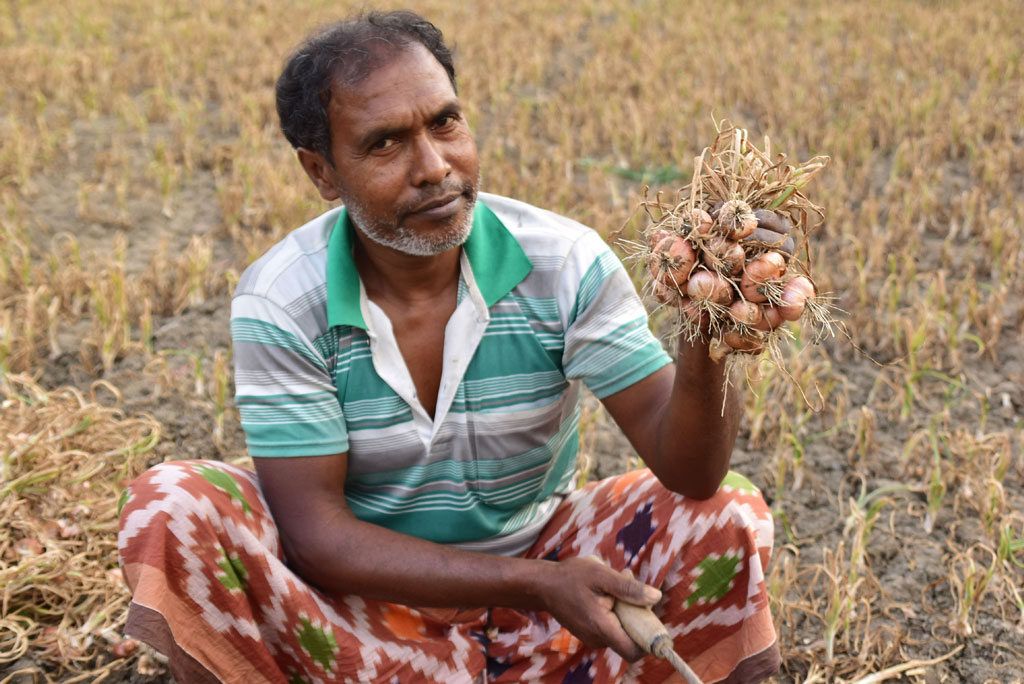 পেঁয়াজ উৎপাদন শেষ। এবার জমি থেকে পেঁয়াজ তুলতে ব্যস্ত সময় কাটাচ্ছেন কৃষক। শিতলাই, দামকুড়া ইউনিয়ন, পবা উপজেলা, রাজশাহী, ৬ এপ্রিল ২০২৫। ছবি: মিলন শেখ।