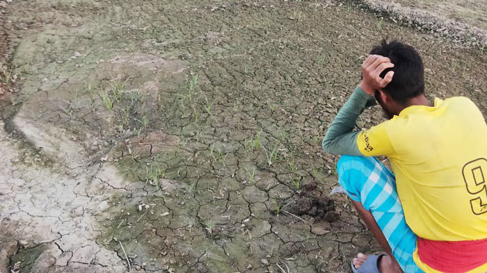 সরকারি আলু-পেঁয়াজ বীজ নিয়ে বিপাকে কৃষকেরা