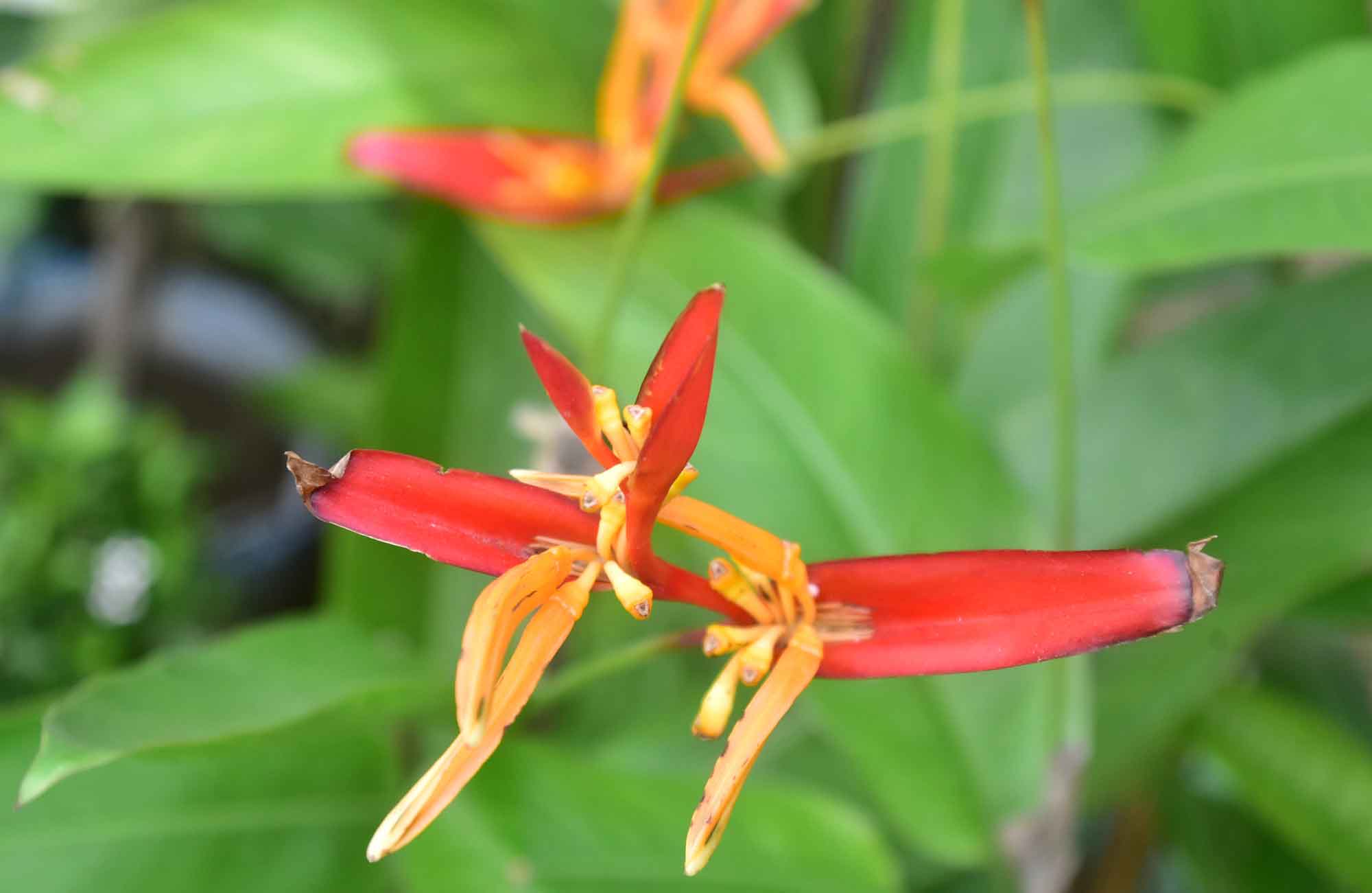 আকর্ষণীয় এই ফুলের নাম হেলিকোনিয়া সিটাকোরাম, যা প্যারোটস (তোতা) হেলিকোনিয়া বা প্যারাকিট হেলিকোনিয়া নামেও পরিচিত। এটি মধ্য ও দক্ষিণ আমেরিকা অঞ্চলের স্থানীয় প্রজাতি। ছবিটি রাজশাহী নগরীর কাজীহাটা এলাকা থেকে তোলা। মিলন শেখ