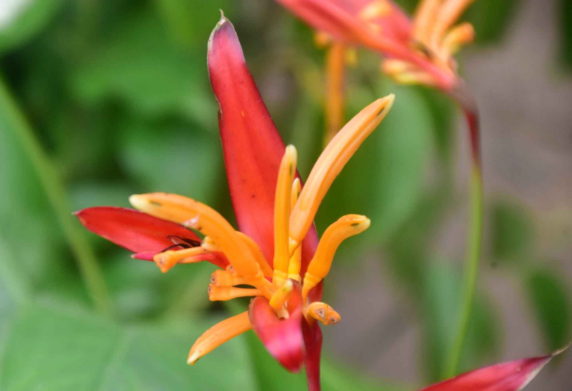 আকর্ষণীয় এই ফুলের নাম হেলিকোনিয়া সিটাকোরাম, যা প্যারোটস (তোতা) হেলিকোনিয়া বা প্যারাকিট হেলিকোনিয়া নামেও পরিচিত। এটি মধ্য ও দক্ষিণ আমেরিকা অঞ্চলের স্থানীয় প্রজাতি। ছবিটি রাজশাহী নগরীর কাজীহাটা এলাকা থেকে তোলা। মিলন শেখ