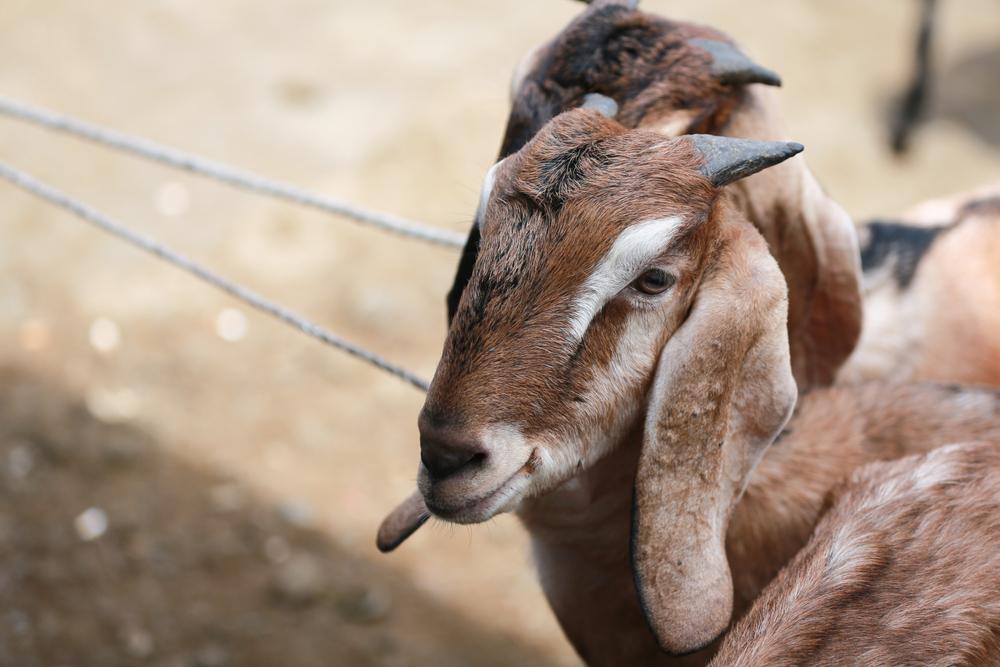 কোরবানি ও আকিকা কি একসঙ্গে দেওয়া যায়