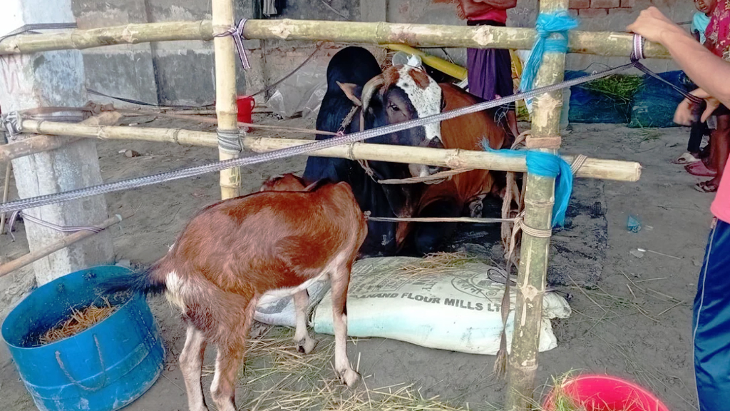 কোরবানির গরুর সঙ্গে পাওয়া ফ্রি ছাগলের বিধান কী