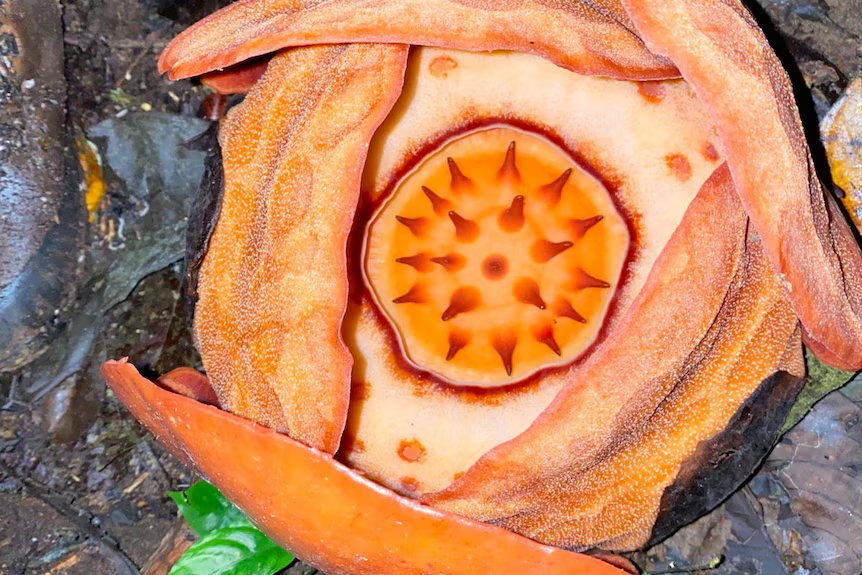 ১৩ বছরের অনুসন্ধান, অবশেষে দেখা মিলল বিশ্বের বিরল ফুলের