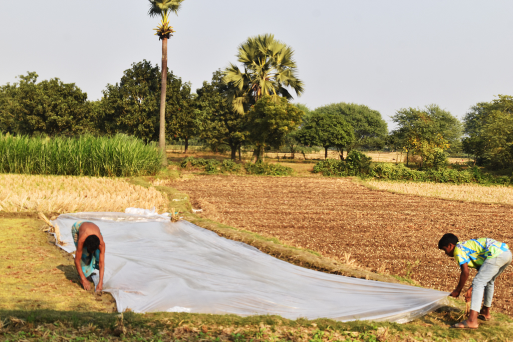 কুয়াশা থেকে রক্ষা পেতে ধানের বীজতলা পলিথিন দিয়ে ঢেকে রাখা হচ্ছে। রাজশাহীর গোদাগাড়ী উপজেলা রিশিকুল ইউনিয়নের বাইপুর গ্রামে। ছবি: মিলন শেখ