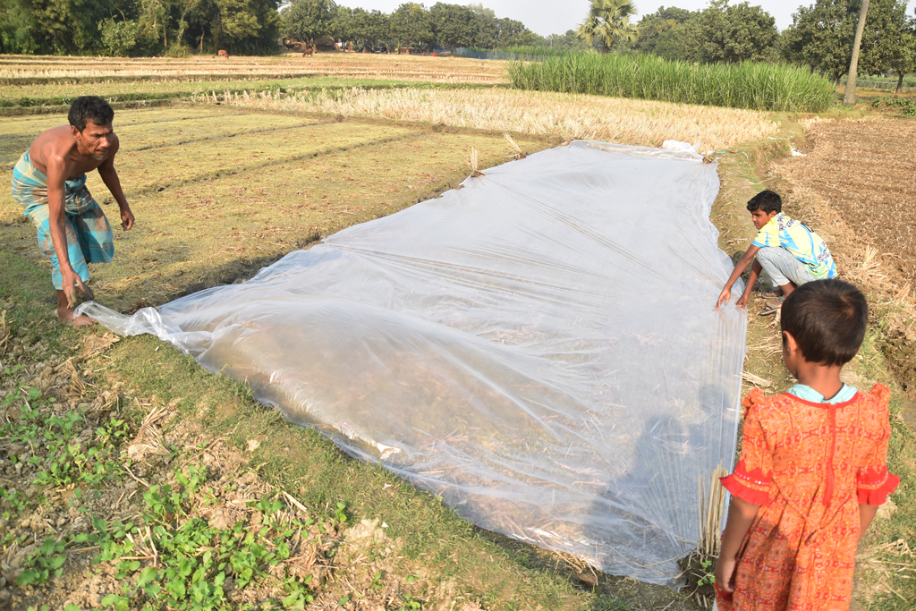 কুয়াশা থেকে রক্ষা পেতে ধানের বীজতলা পলিথিন দিয়ে ঢেকে রাখা হচ্ছে। রাজশাহীর গোদাগাড়ী উপজেলা রিশিকুল ইউনিয়নের বাইপুর গ্রামে। ছবি: মিলন শেখ