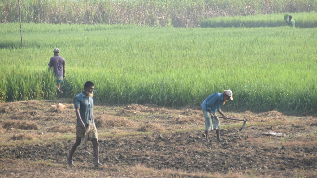 নতুন ফসলের আশায় কাকডাকা ভোরে মাঠে নেমে পড়েছেন কৃষকেরা। কোদাল হাতে জমি প্রস্তুত করার এই দৃশ্যটি পবা উপজেলার পারিনা ইউনিয়নের আশরাফের মোড় এলাকা থেকে ধারণ করা হয়েছে। ছবি: মিলন শেখ