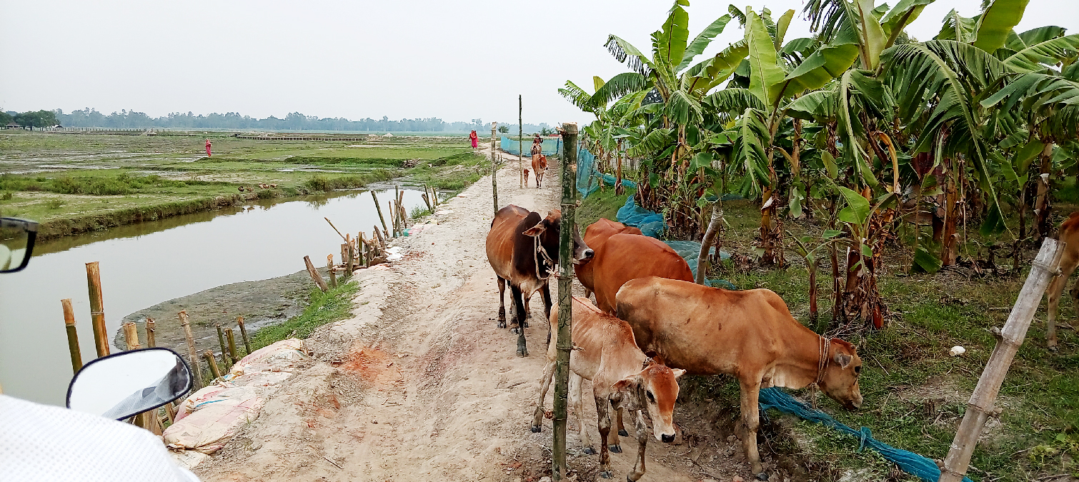 পীরগঞ্জে নির্মাণকাজে বাধা, থমকে গেছে সড়কের কাজ