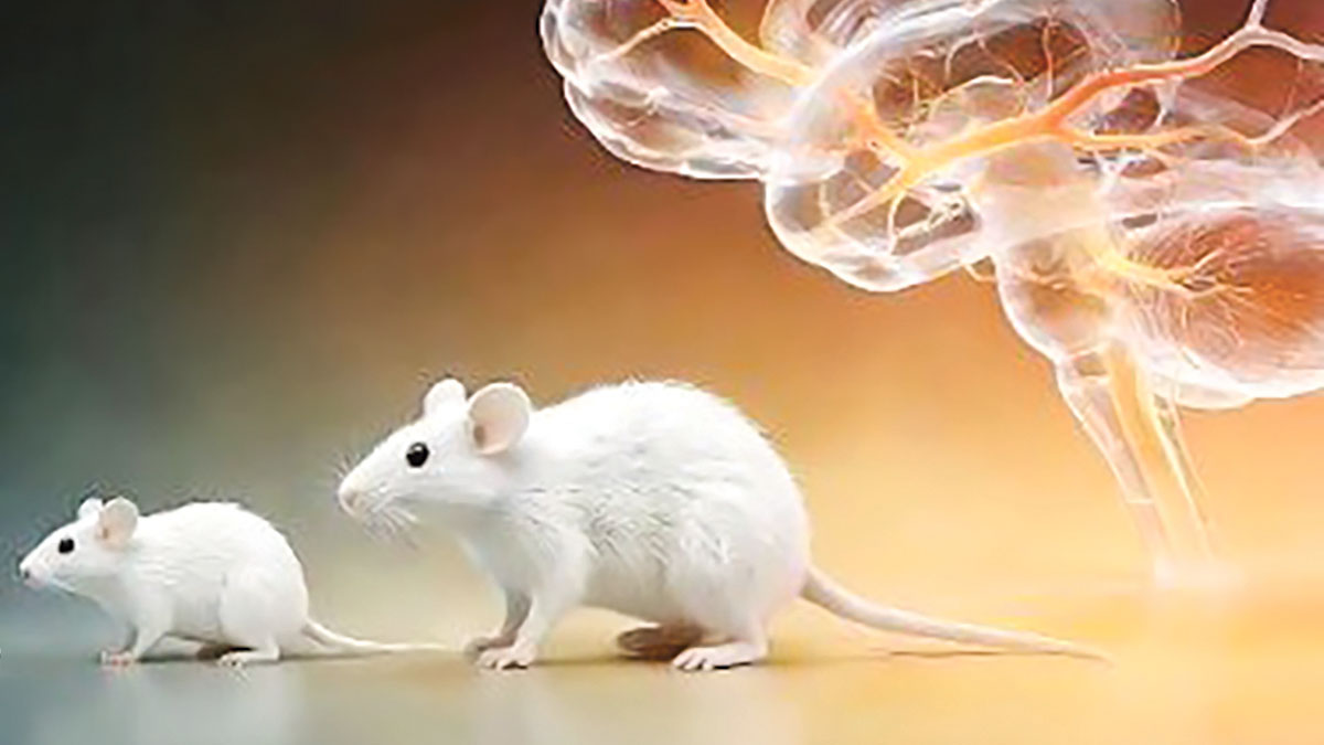 চীনা বিজ্ঞানীদের আবিষ্কার: ইঁদুরের মস্তিষ্ক পর্যবেক্ষণের নতুন প্রযুক্তি