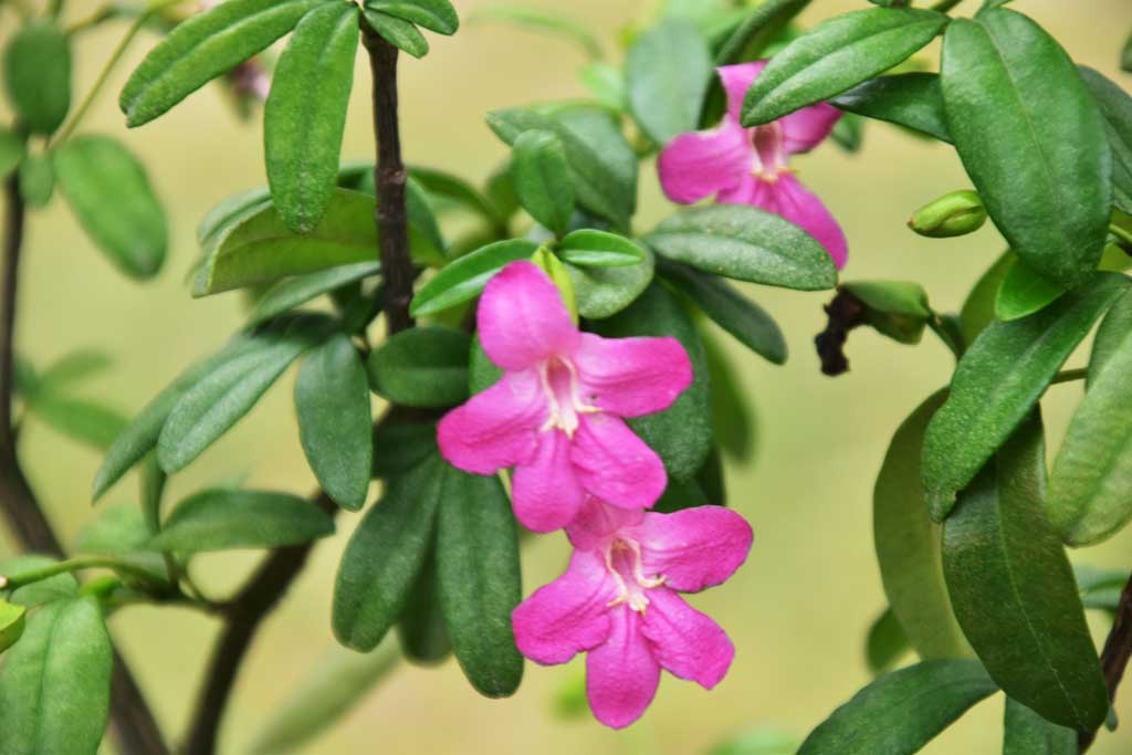 সিঅ্যান্ডবি মোড়ের এক কোণে দাঁড়িয়ে থাকা এই অপরূপ রাভেনিয়া স্পেকটাবিলিস যেন বলে, ‘সৌন্দর্য কোনো সীমানা মানে না।’ পিচঢালা রাস্তায় হেঁটে চলা ক্লান্ত চোখ হঠাৎ থমকে যায় এর কাছে। তার উজ্জ্বলতা, তার গড়ন, তার উপস্থিতি—সব মিলিয়ে এক নিঃশব্দ বিস্ময় ছড়িয়ে দেয় চারপাশে। ছবি: মিলন শেখ