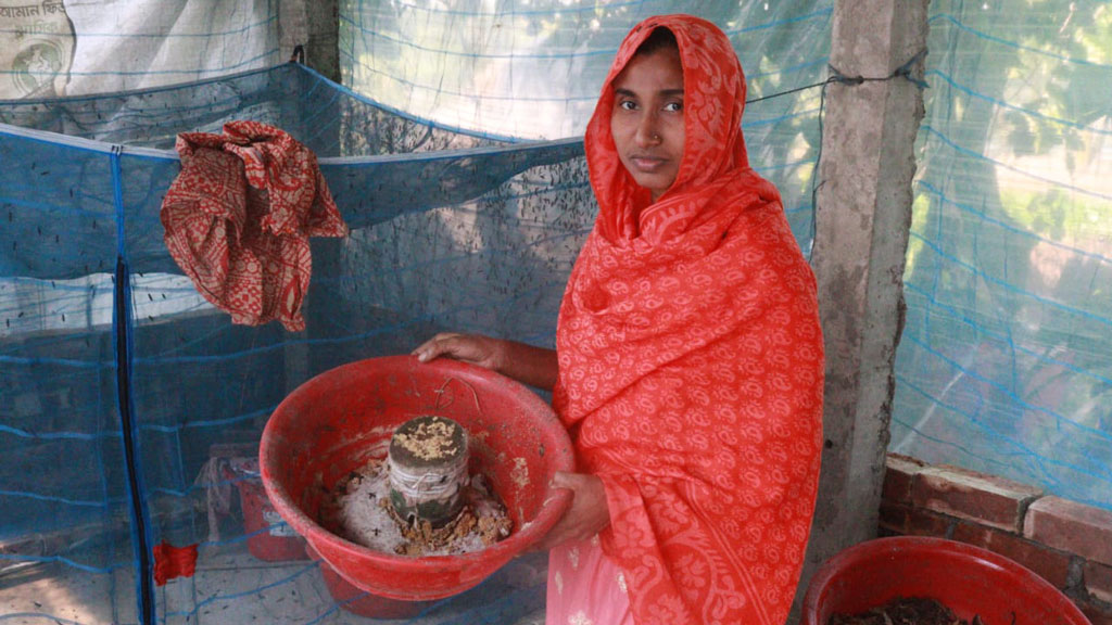 কালো সৈনিক পোকা চাষে রাবেয়ার সফলতা