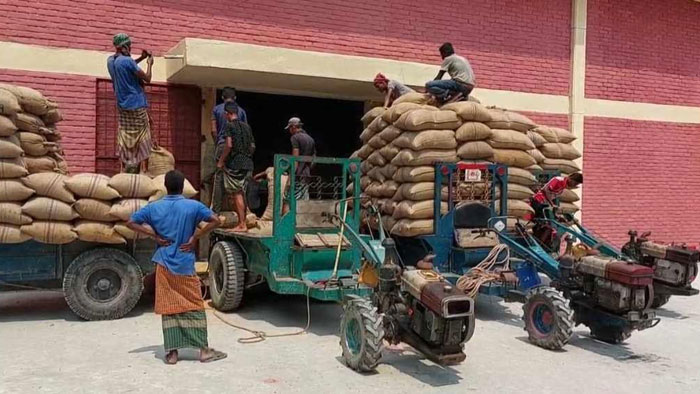 কুড়িগ্রাম ও নাগেশ্বরী: ধান সংগ্রহ তালিকায় অকৃষকই বেশি