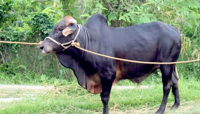 ‘রাজা’কে সমীহ করে চলে বাকি ষাঁড়গুলো