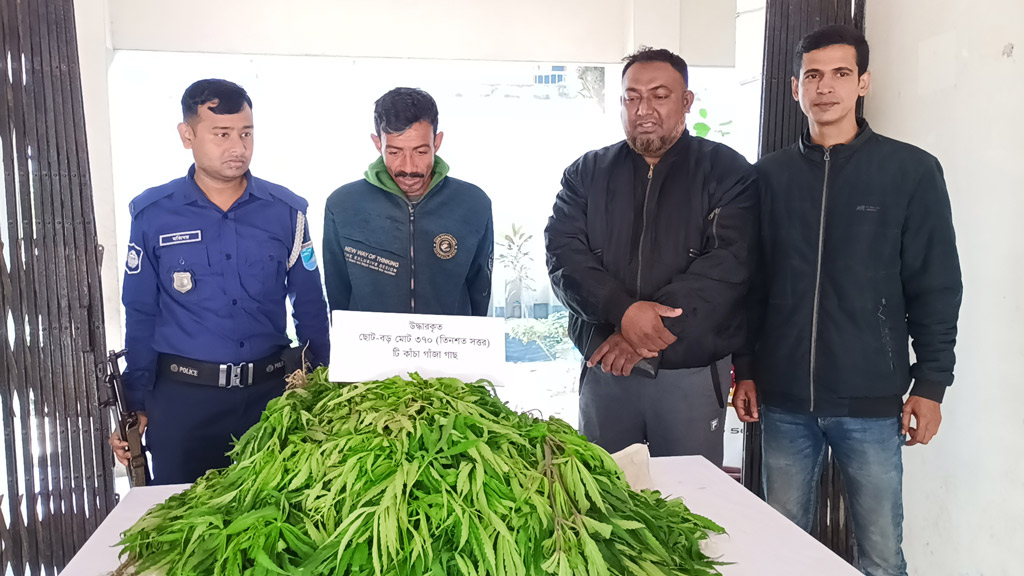 পেঁয়াজ ও রসুনখেতে ৩৭০ গাঁজাগাছ, যুবক গ্রেপ্তার