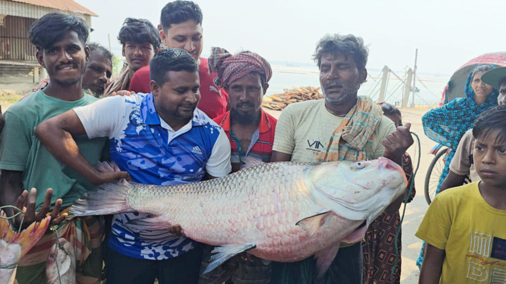 পদ্মার এক কাতল ৫০ হাজার টাকায় বিক্রি