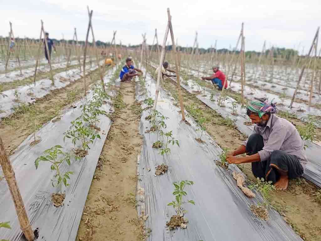 চাষের খরচ বাড়ছে, ফসলের ন্যায্যমূল্য নিয়ে দুশ্চিন্তায় রাজবাড়ীর কৃষক