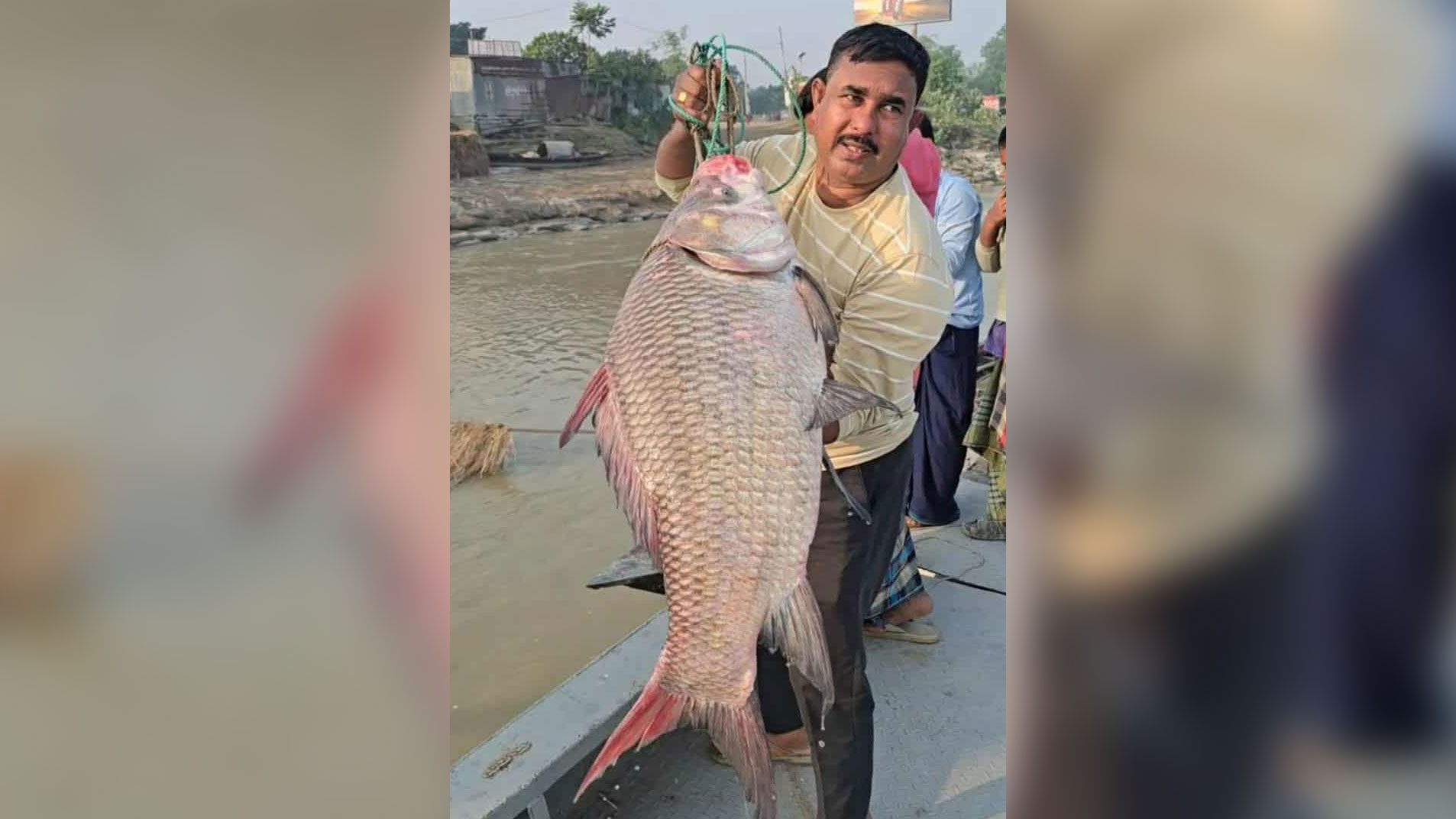 পদ্মার এক কাতল বিক্রি ৫৫ হাজার টাকায়