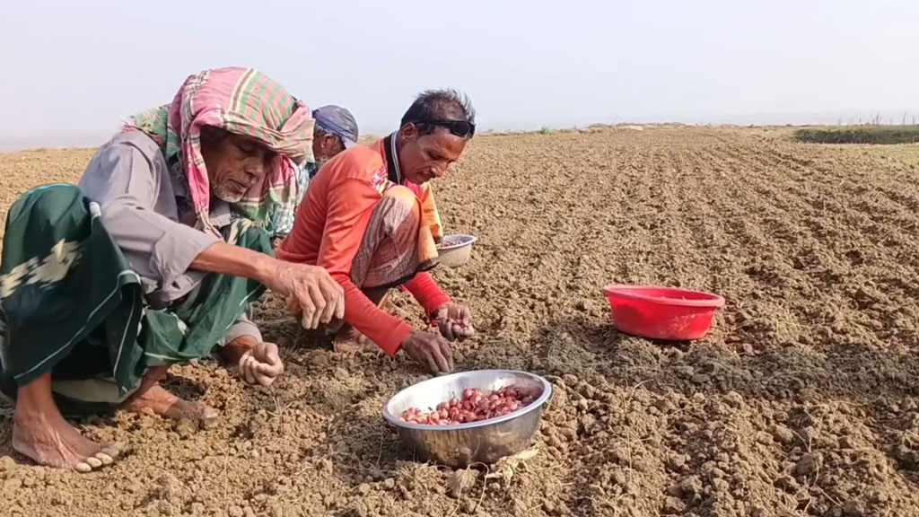 মুড়িকাটা পেঁয়াজ রোপণে ব্যস্ত রাজবাড়ীর চাষিরা